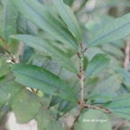 Erythroxylum laurifolium Bois de rongue Erythrox ylaceae Endémique La Réunion, Maurice 516.jpeg